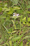 Wild basil 